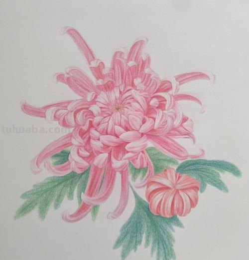 用彩铅怎么画玫瑰 白菊花怎么做手工?