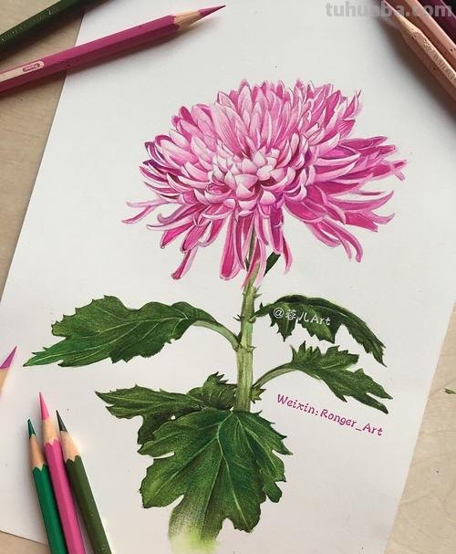 用彩铅怎么画玫瑰 白菊花怎么做手工？