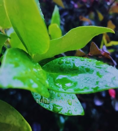 所有色彩融于水淋淋的嫩绿 