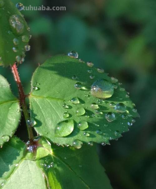 所有色彩融于水淋淋的嫩绿 