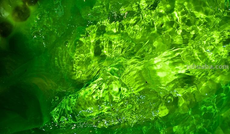 所有色彩融于水淋淋的嫩绿 