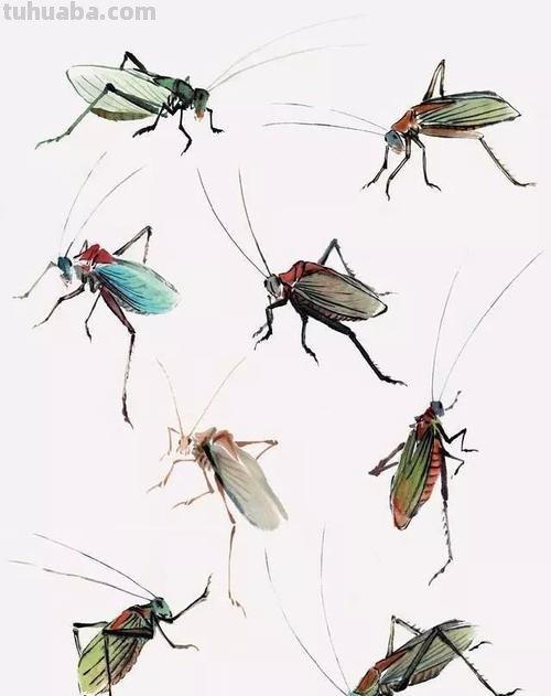 国画技法：几种虫儿的画法