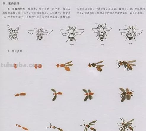 国画技法：几种虫儿的画法