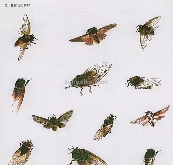 国画技法：几种虫儿的画法