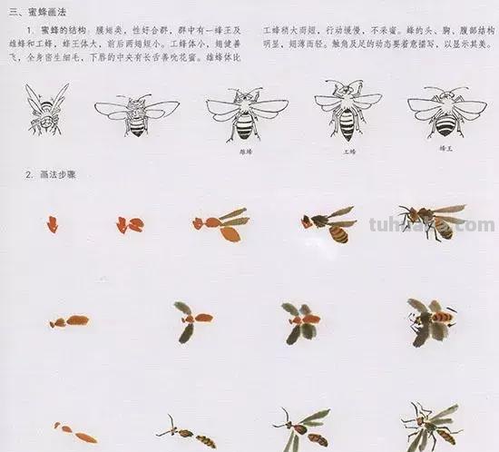 国画技法：几种虫儿的画法