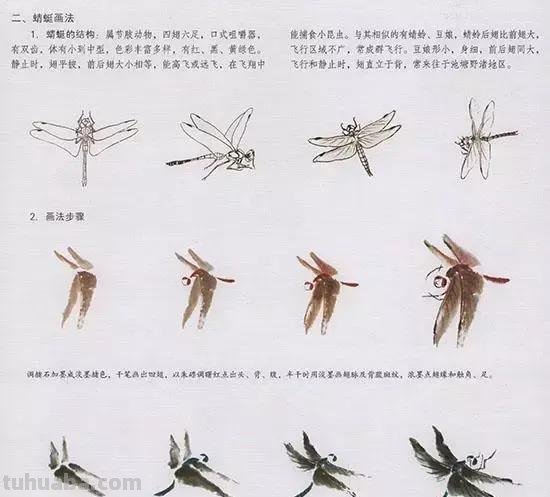 国画技法：几种虫儿的画法