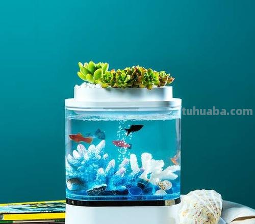 生活不止是眼前的苟且，还要有个小情趣：画法几何鱼缸评测