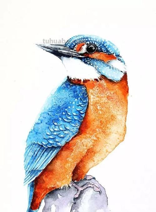 鸟色彩画：探寻大自然的丰富多彩 