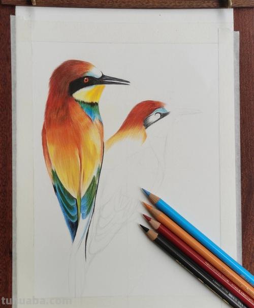 色彩鸟的画法——让你的画作更加生动有趣！ 