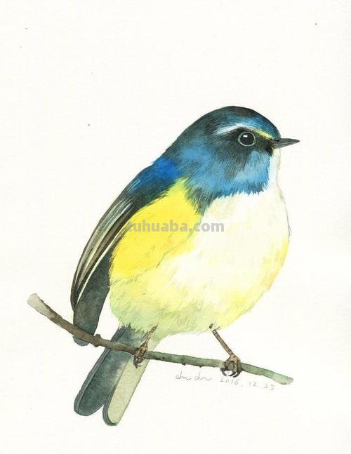 鸟的色彩画及鸟的色彩画法：打造栩栩如生的鸟类绘画作品 