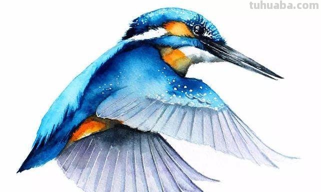 鸟的色彩画及鸟的色彩画法:打造栩栩如生的鸟类绘画作品