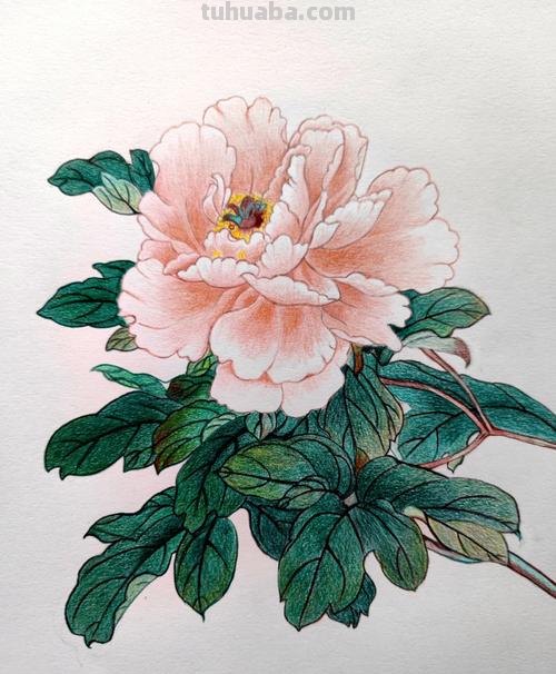 牡丹用彩铅怎么画 彩铅可以画国画吗？求专业答复？