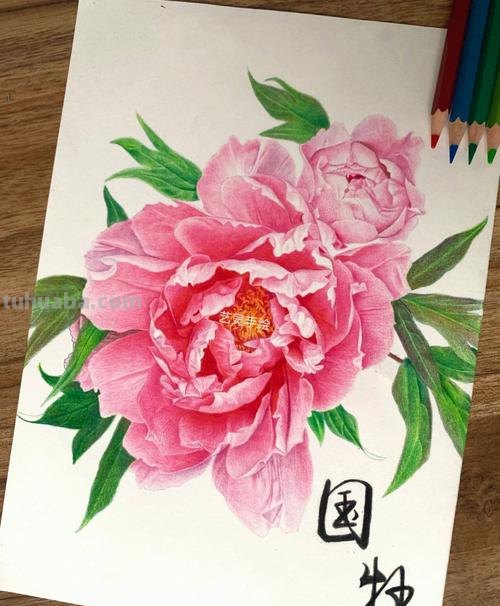牡丹用彩铅怎么画 彩铅可以画国画吗？求专业答复？