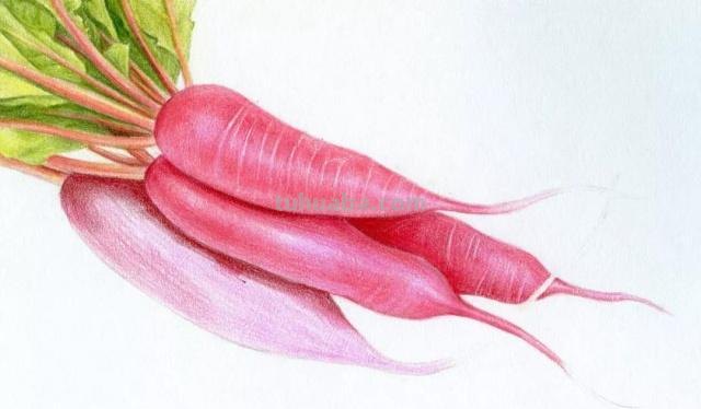 教你怎么使用彩铅画 一步一步教彩铅画?