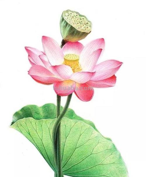 教你怎么使用彩铅画 一步一步教彩铅画?