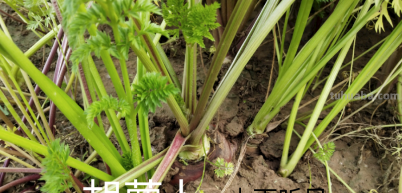 在家怎样种胡萝卜？“懒人”种胡萝卜的懒方法