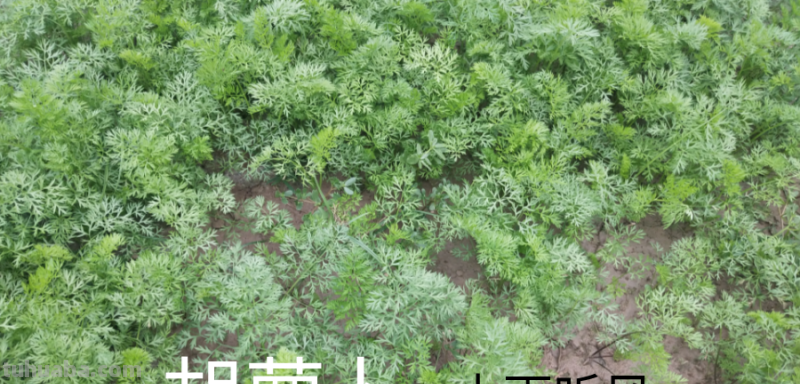 在家怎样种胡萝卜？“懒人”种胡萝卜的懒方法