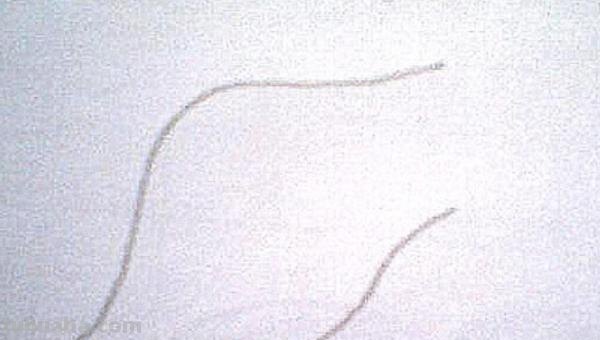 面条的简笔画怎么画 面条的笔画? 面条的简笔画怎么画 面条的笔画?