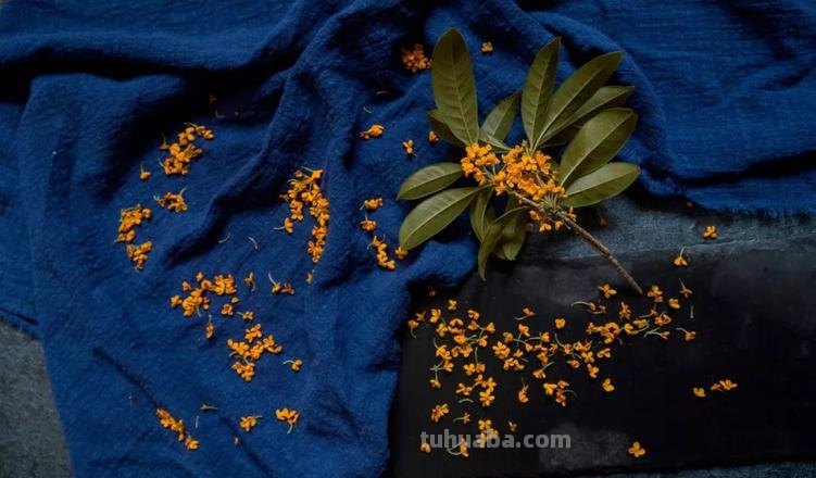 桂花的色彩及桂花的色彩描写 