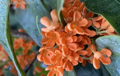 桂花的色彩及桂花的色彩描写 