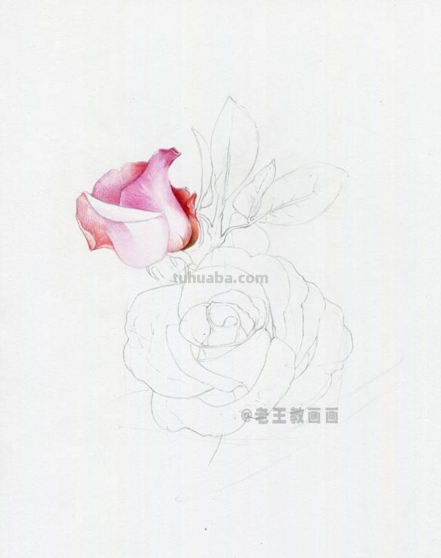 情人节要来了！如何才能画好一朵玫瑰花？（彩铅详细教程）