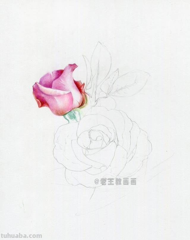 情人节要来了！如何才能画好一朵玫瑰花？（彩铅详细教程）