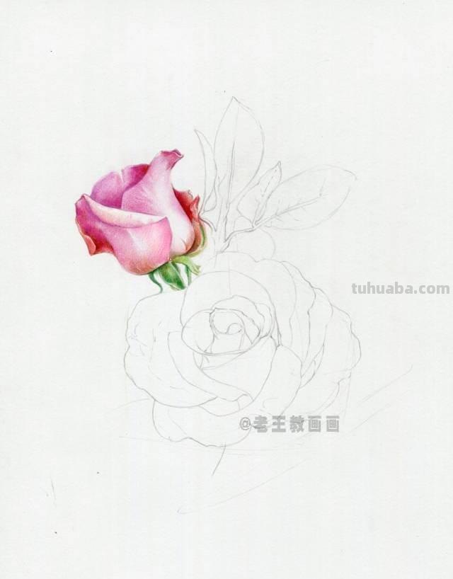 情人节要来了！如何才能画好一朵玫瑰花？（彩铅详细教程）