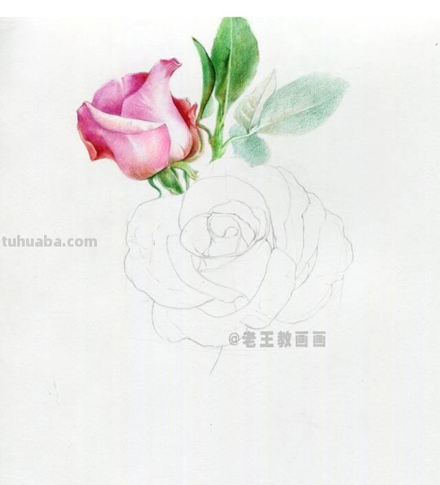 情人节要来了！如何才能画好一朵玫瑰花？（彩铅详细教程）