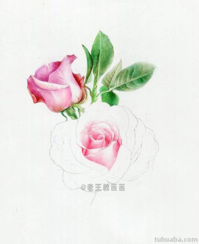 情人节要来了！如何才能画好一朵玫瑰花？（彩铅详细教程）