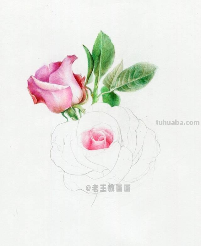 情人节要来了！如何才能画好一朵玫瑰花？（彩铅详细教程）