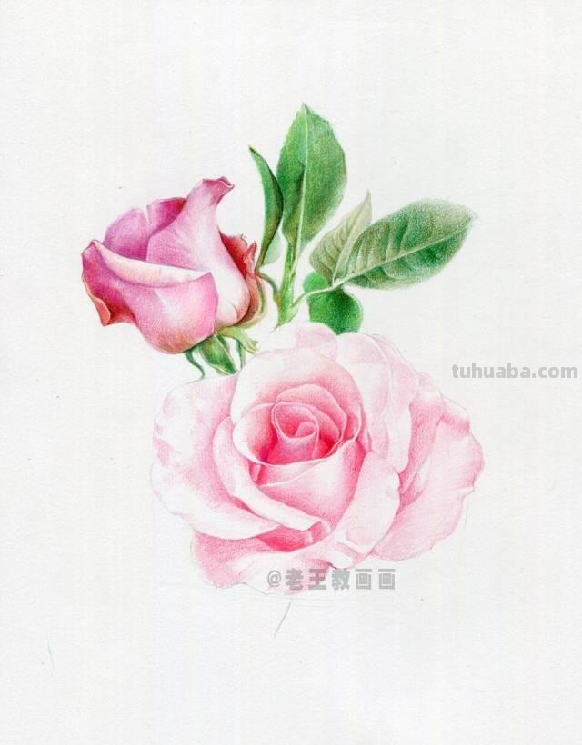 情人节要来了！如何才能画好一朵玫瑰花？（彩铅详细教程）