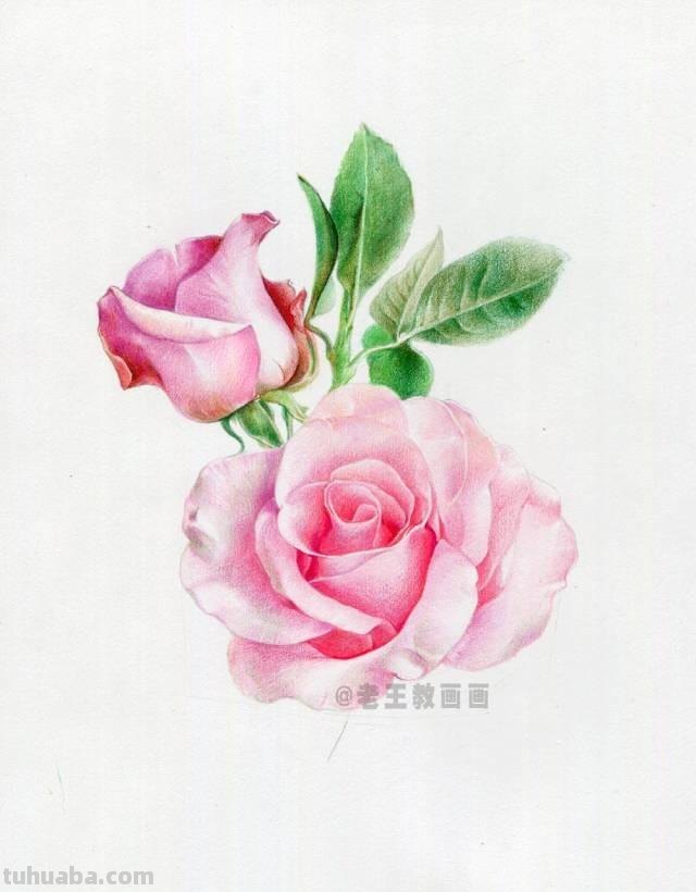 情人节要来了！如何才能画好一朵玫瑰花？（彩铅详细教程）