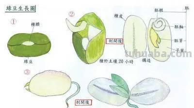 毛豆思维导图怎么画 如何画思维导图？