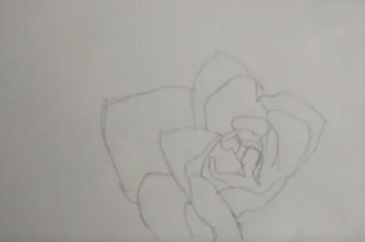 用彩铅怎么画花 荷花彩铅绘画步骤过程？