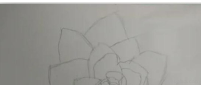 用彩铅怎么画花 荷花彩铅绘画步骤过程？