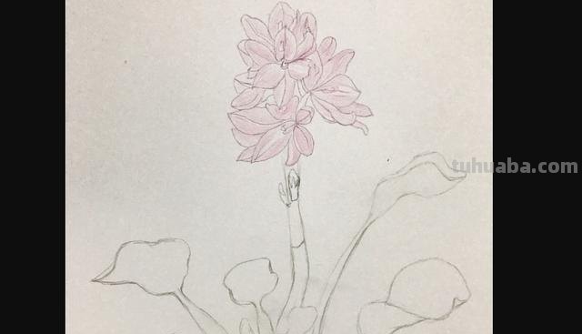 用彩铅怎么画花 荷花彩铅绘画步骤过程？
