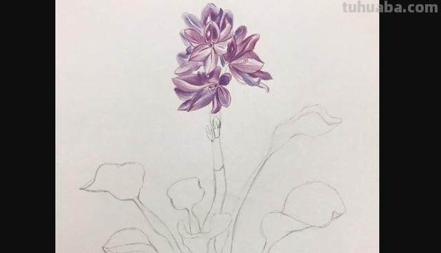 用彩铅怎么画花 荷花彩铅绘画步骤过程？