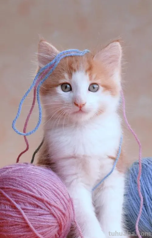 少儿美术（动物篇） ‖《爱玩毛线球的猫咪》