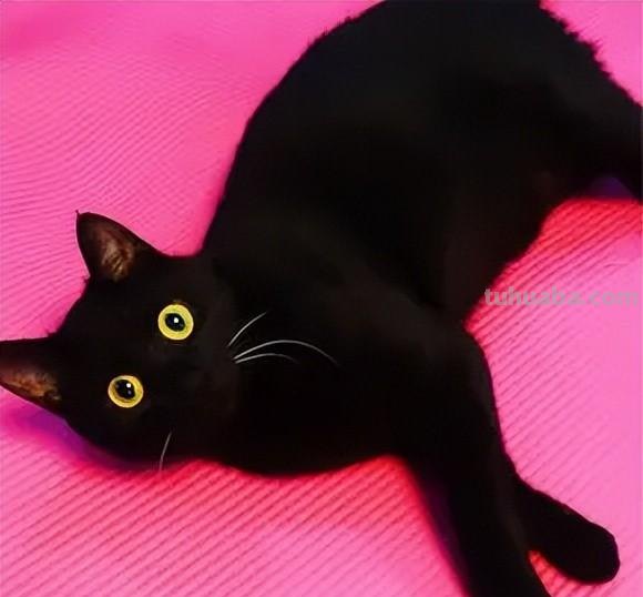 少儿美术（动物篇） ‖《爱玩毛线球的猫咪》