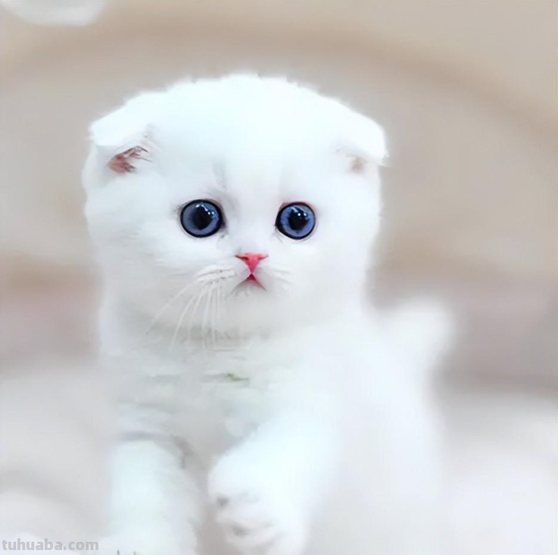 少儿美术（动物篇） ‖《爱玩毛线球的猫咪》