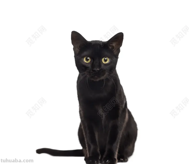 少儿美术（动物篇） ‖《爱玩毛线球的猫咪》