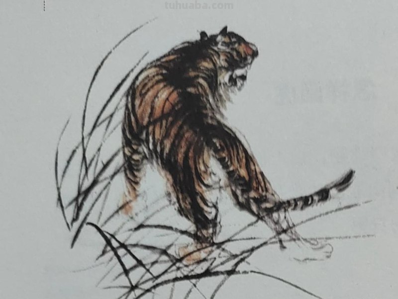 杨普义：虎的写意画技
