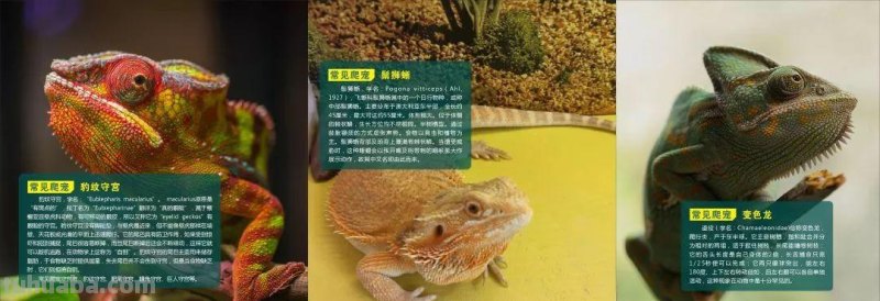 变色龙、伞蜥、非洲牛蛙……城市爬宠主题科普展览明天开展