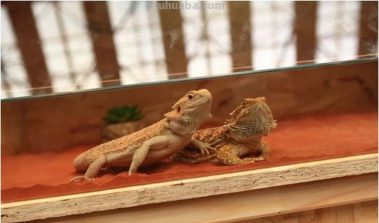 变色龙、伞蜥、非洲牛蛙……城市爬宠主题科普展览明天开展