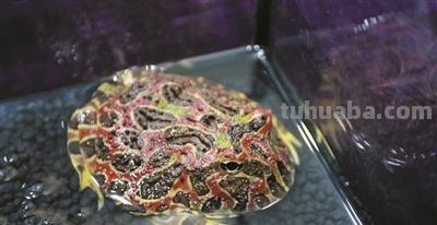 变色龙、伞蜥、非洲牛蛙……城市爬宠主题科普展览明天开展