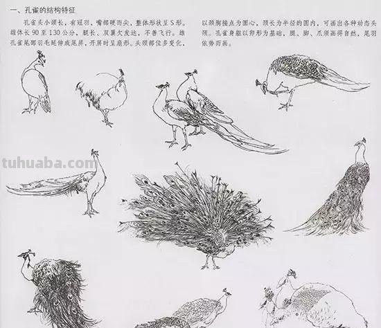 国画中最难表现的虫儿画法，这里都有了！