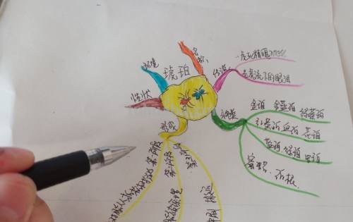 蒜头思维导图怎么画 如何画思维导图？