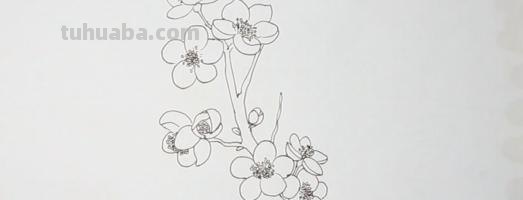 梅花拿彩铅怎么画 雪梅彩铅画？