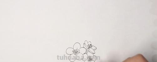 梅花拿彩铅怎么画 雪梅彩铅画？