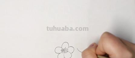 梅花拿彩铅怎么画 雪梅彩铅画？